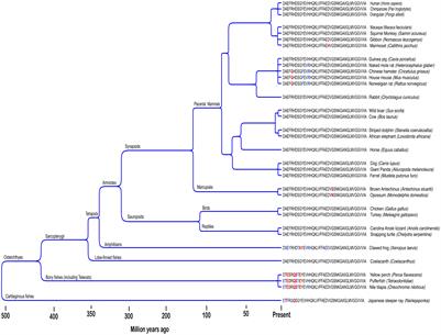 Low Evolutionary Selection Pressure in Senescence Does Not Explain the Persistence of Aβ in the Vertebrate Genome